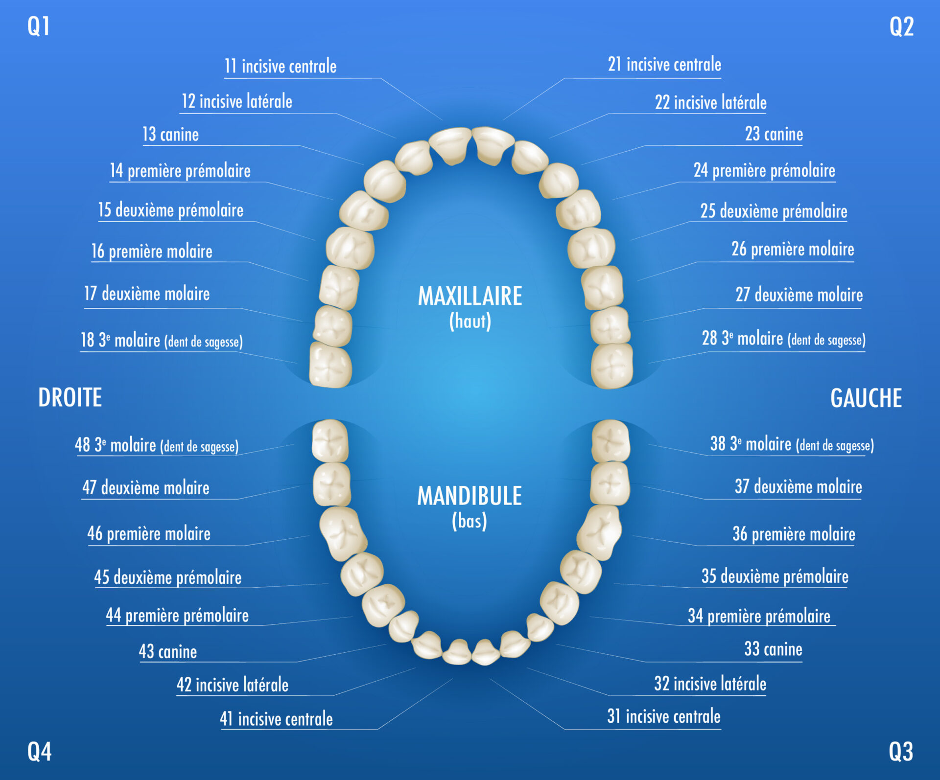 Numerotation des dents comment ca marche